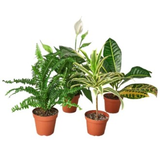 Four different potted houseplants in brown pots.