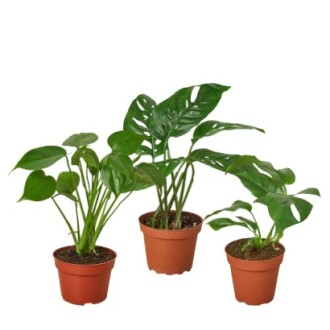 Three potted indoor plants with green leaves