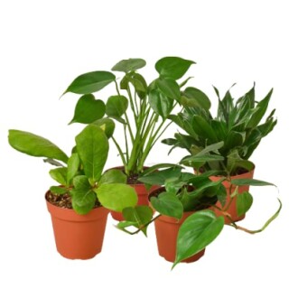 Various potted indoor plants with green leaves.