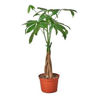 Money Tree 'Guiana Chestnut'