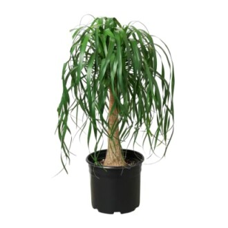 Ponytail Palm - 10" Pot