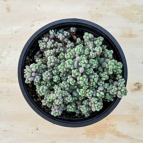 Live Succulent 4" Sedum Dasyphyllum