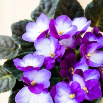 African Violets Live Plants