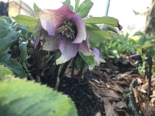 Lenten Rose/Hellebore Mix