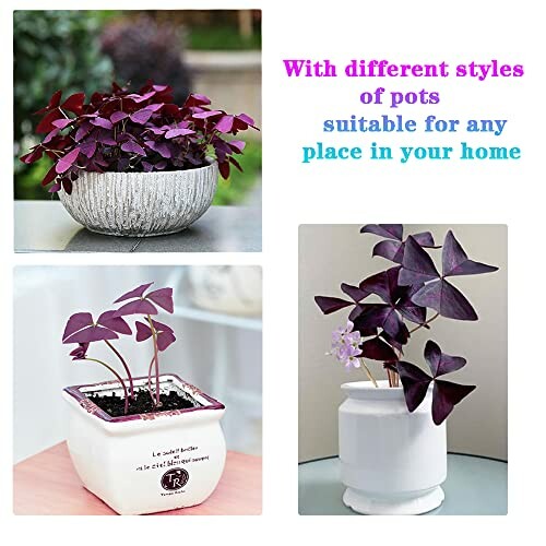 Purple oxalis plants in different stylish pots.