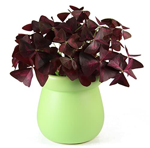 Purple oxalis plant in a green pot