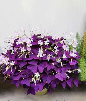 Purple Shamrocks Bulbs