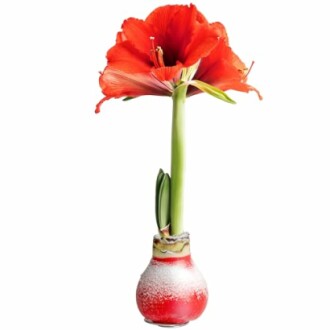 Red amaryllis flower in a bulb vase