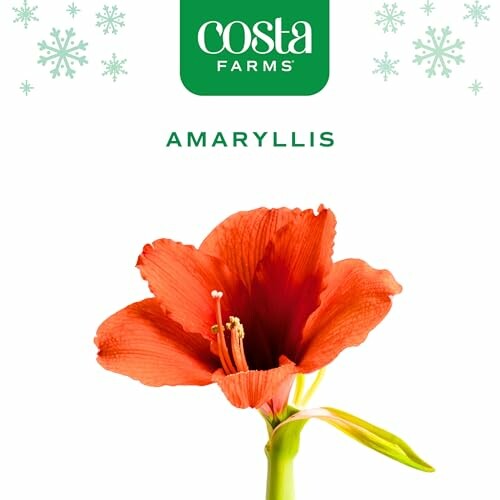 Costa Farms Amaryllis Bulb