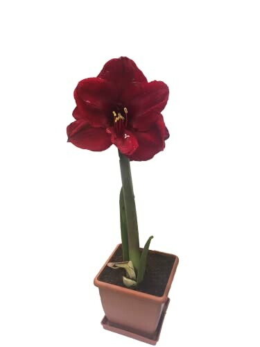 Black Pearl Amaryllis Bulb