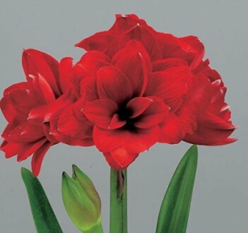 Double Dragon Amaryllis Bulb