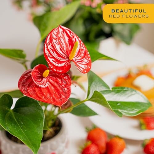 Red anthurium flowers with green leaves.