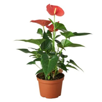 Anthurium Pink