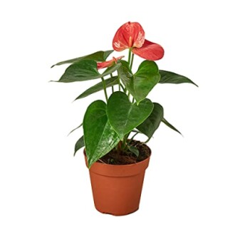 Anthurium 'Pink'