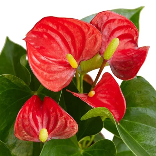 Red anthurium plant with green leaves