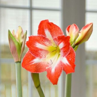 'Minerva' Amaryllis Bulbs