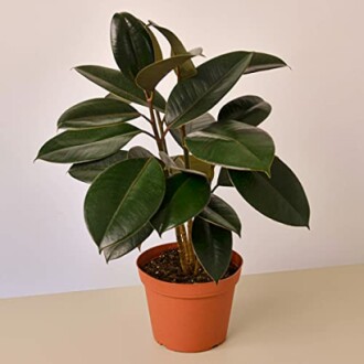 Ficus 'Burgundy'