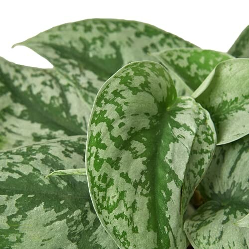 Close-up of satin pothos leaves with variegated patterns.