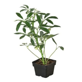 Schefflera Arboricola 'Moondrop'