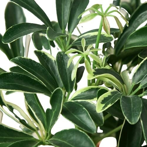 Close-up of a Schefflera plant with green leaves