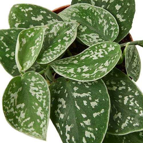 Close-up of Scindapsus plant leaves with variegated patterns.