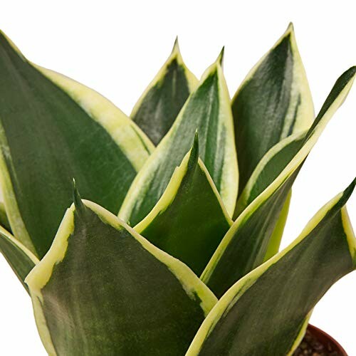 Close-up of a snake plant with green and yellow leaves