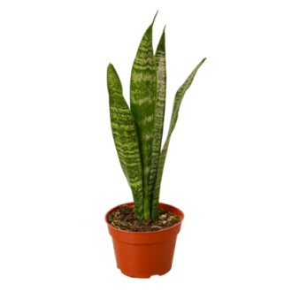 Snake plant in a small brown pot