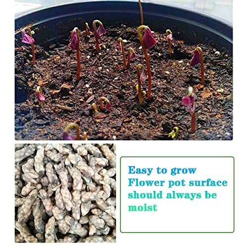 Sprouting seeds in a pot with care instructions.