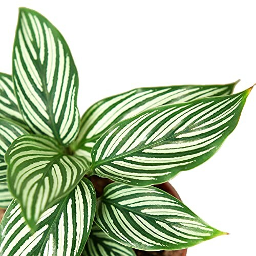 Close-up of a plant with striped green and white leaves.