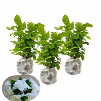 2 Gardenia Plants Live