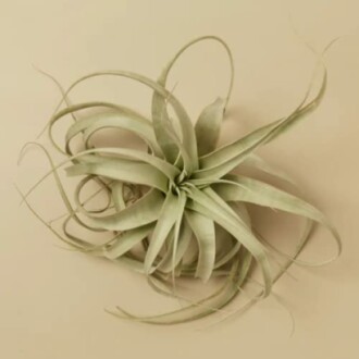 Tillandsia Xerographica Air Plant