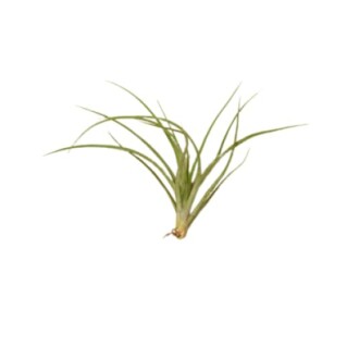 Green tillandsia air plant on white background.