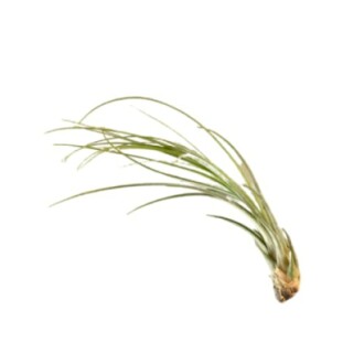 Tillandsia air plant on white background