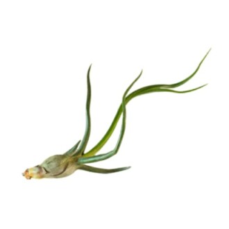 Tillandsia air plant with green leaves