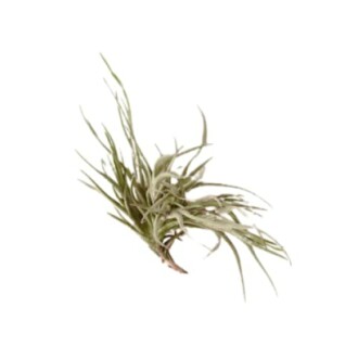 Tillandsia Air Plant 'Bandensis'