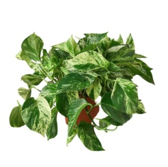 Pothos 'Green'