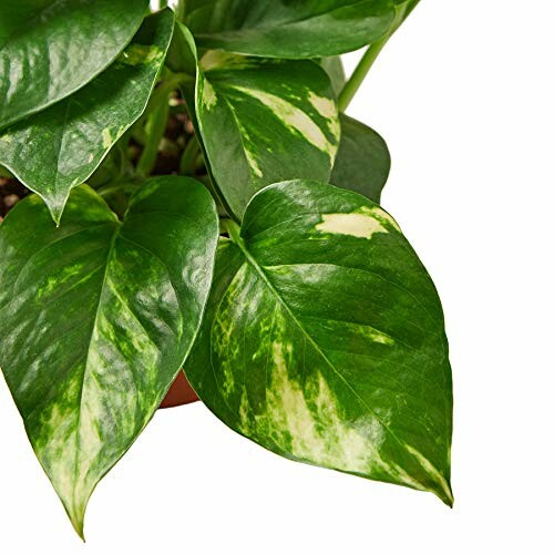 Variegated pothos plant with green and yellow leaves. The plant has variegated leaves with green and yellow patterns.