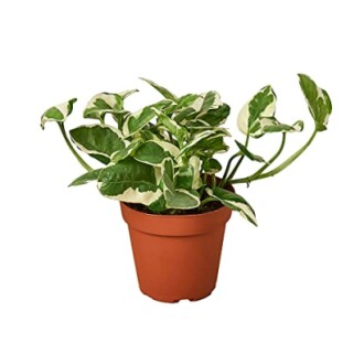 Pothos 'N'joy