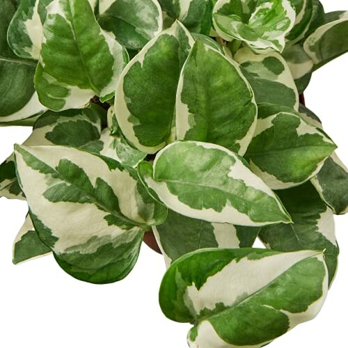 Variegated pothos plant with green and white leaves, a perfect addition to any room