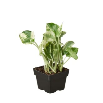 Variegated pothos plant in a black pot