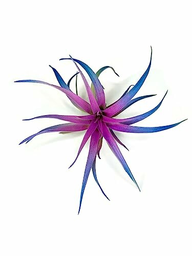 Colored Capitata Air Plant