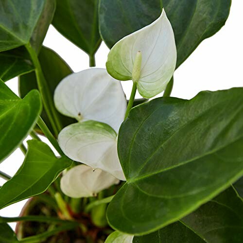 Close-up of white anthurium flowers and green leaves.