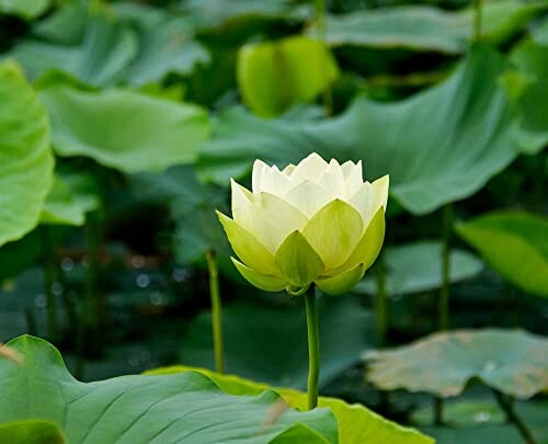 White lotus flower in a pond with green leaves.