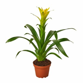 Guzmania Plant