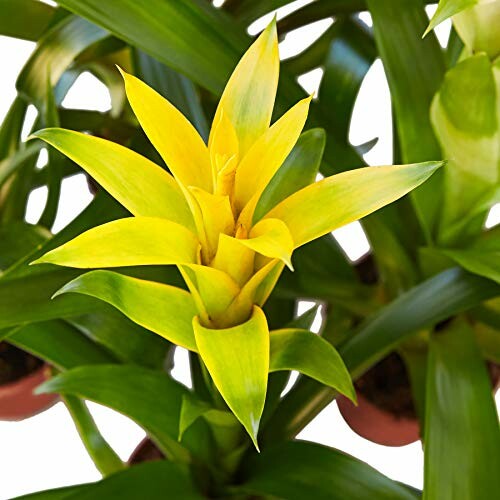 Yellow bromeliad plant with green leaves in a pot