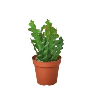 RicRac Cactus